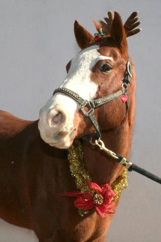 Christmas 2006