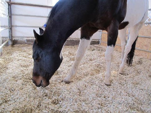 Foal-Shower