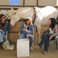 Foal-Shower