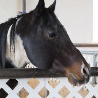 Foal-Shower