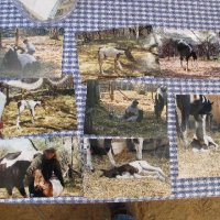 Foal-Shower