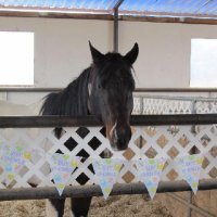 Foal-Shower