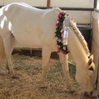 Foal-Shower