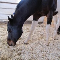 Foal-Shower