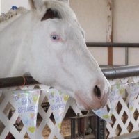 Foal-Shower