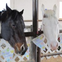 Foal-Shower