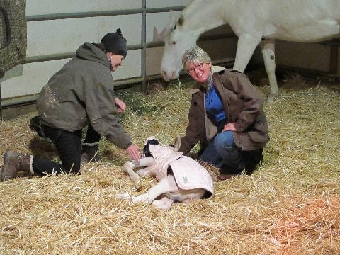 New-Foal