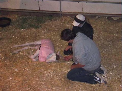 New-Foal