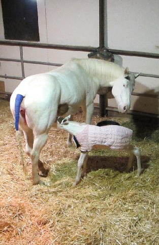 New-Foal