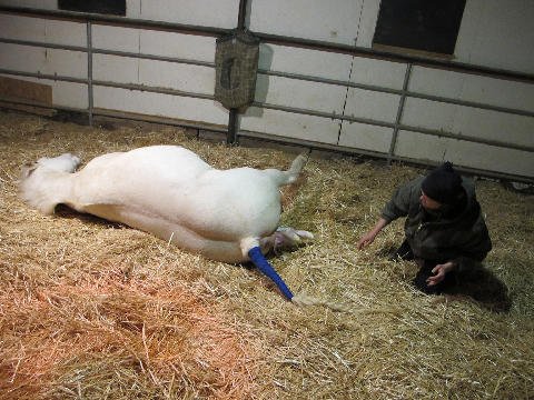 New-Foal