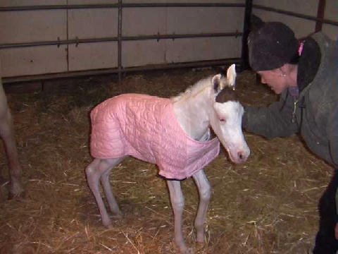 New-Foal