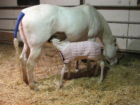 New-Foal