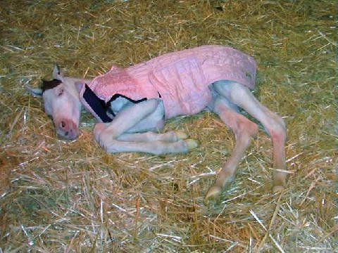 New-Foal