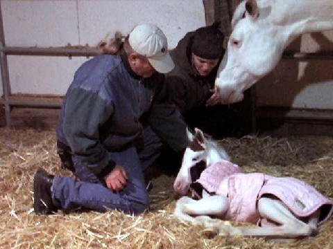 New-Foal
