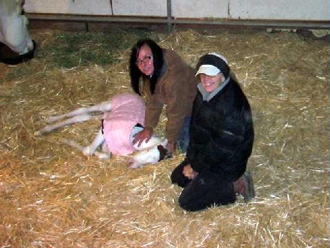 New-Foal