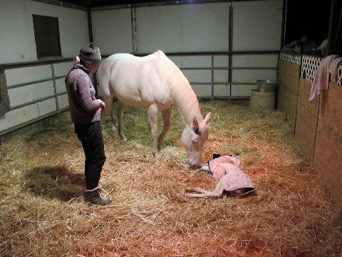 New-Foal