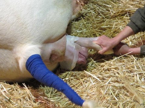 New-Foal