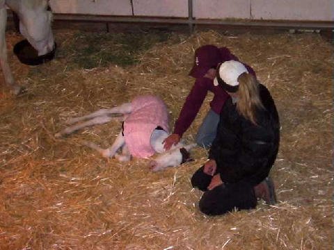 New-Foal