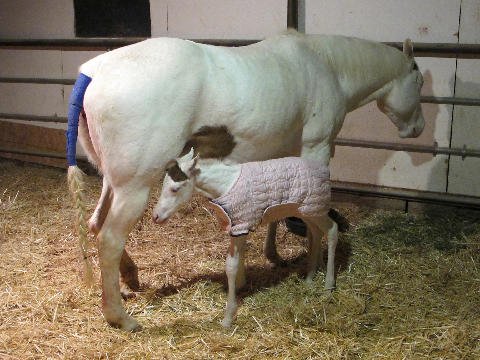 New-Foal