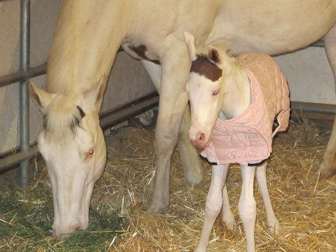 New-Foal