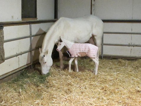 New-Foal