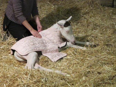 New-Foal