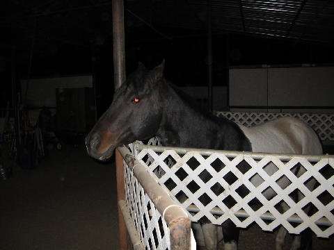 New-Foal