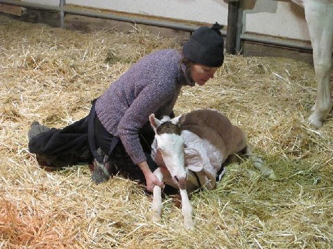 New-Foal