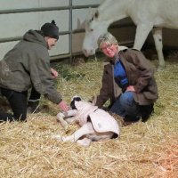 New-Foal