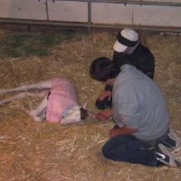 New-Foal