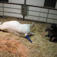 New-Foal