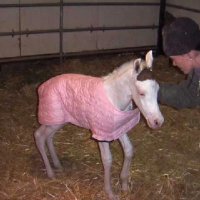 New-Foal