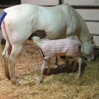 New-Foal