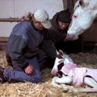 New-Foal