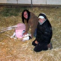 New-Foal