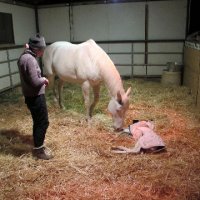 New-Foal