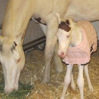 New-Foal