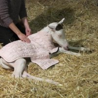 New-Foal