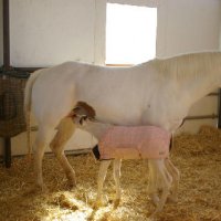 New-Foal