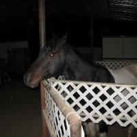 New-Foal