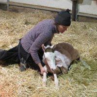 New-Foal